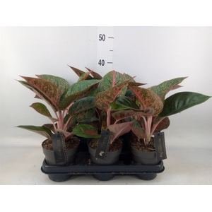 Aglaonema   ...