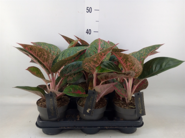 <h4>Aglaonema   ...</h4>