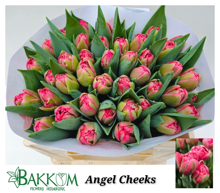 <h4>TU DU ANGEL CHEEKS</h4>