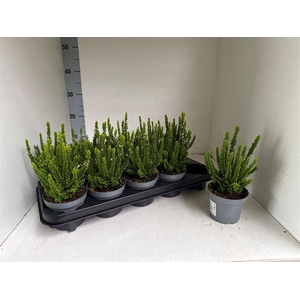 .Calluna vulgaris skyline gemengd