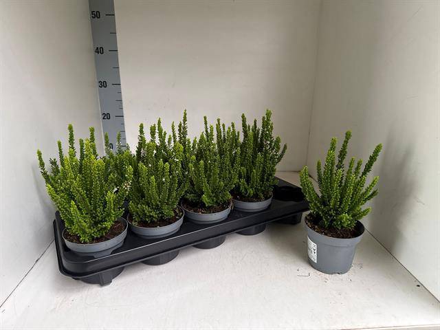 <h4>.Calluna vulgaris skyline gemengd</h4>