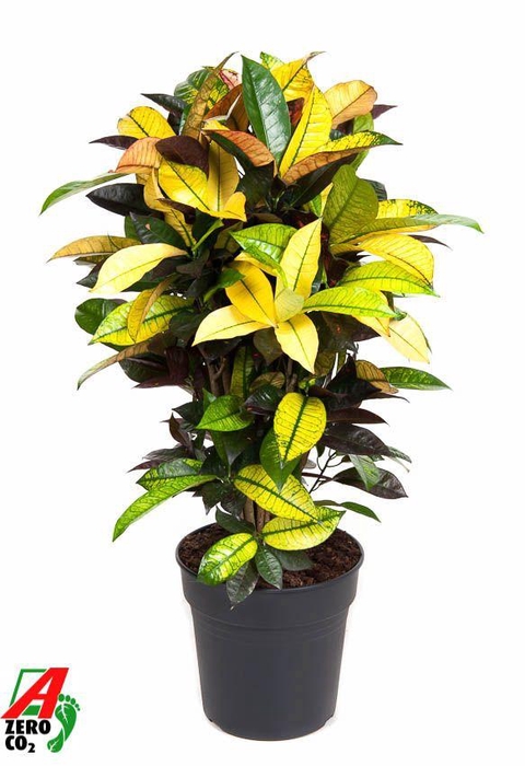 <h4>Cod Var Mrs Iceton Vertakt</h4>