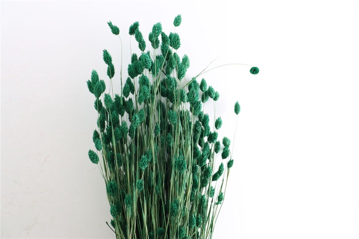 Dried Phalaris X5 Dark Green Bunch