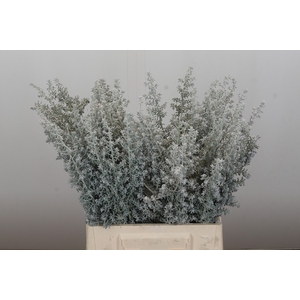 Kochia (Maireana Sedifolia)