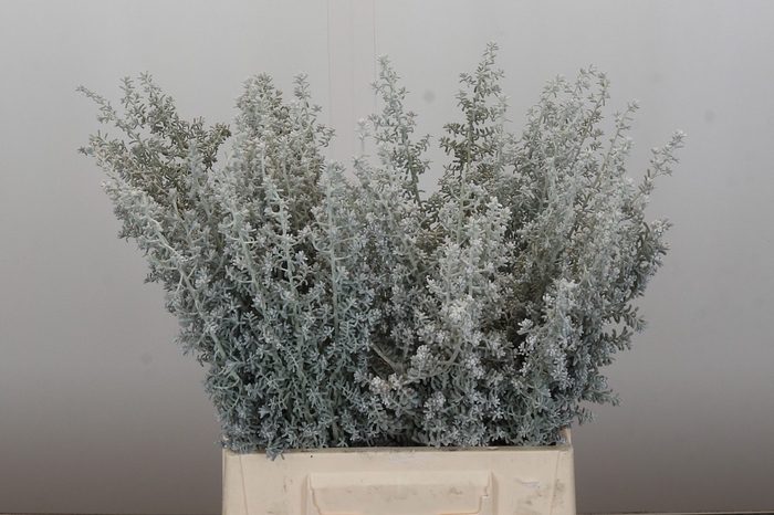 <h4>Kochia (Maireana Sedifolia)</h4>