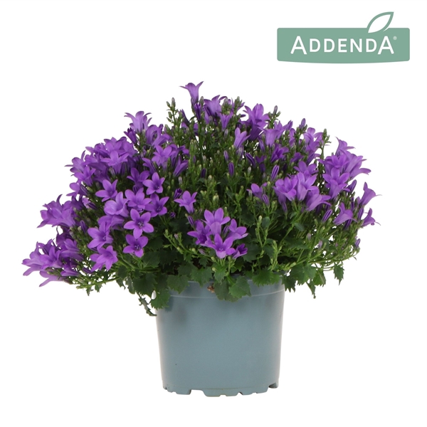 <h4>Campanula Addenda Ambella Intense purple</h4>