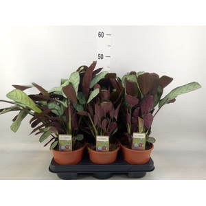 Ctenanthe burle-marxii 'Amagris'