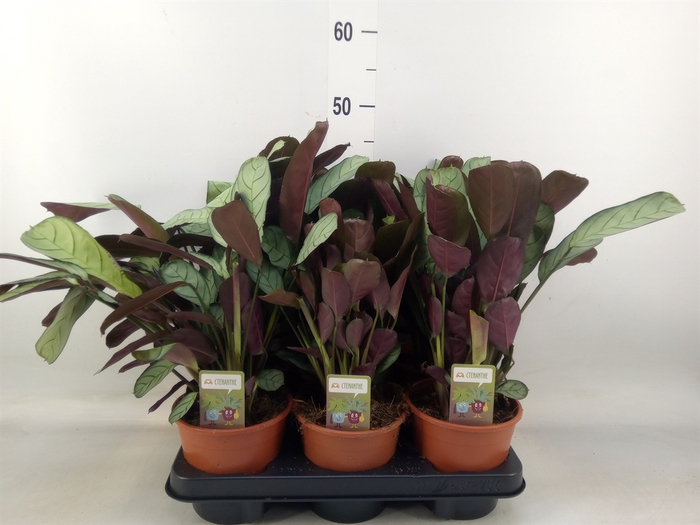 <h4>Ctenanthe burle-marxii 'Amagris'</h4>