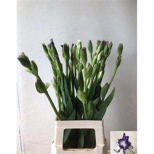 Iris Buiten Super