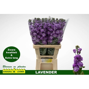 MATTH MILLA LAVENDER
