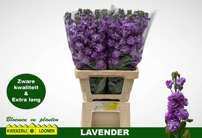 <h4>MATTH MILLA LAVENDER</h4>