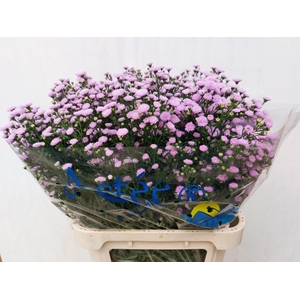 ASTER ASTEE MINI BABY PINK 40 GR.