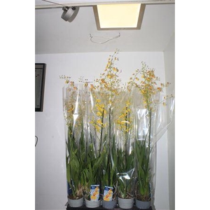 Oncidium Gem 3 Srt1 Branche 50 Bloemen++++