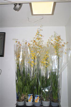 <h4>Oncidium Gem 3 Srt1 Branche 50 Bloemen++++</h4>