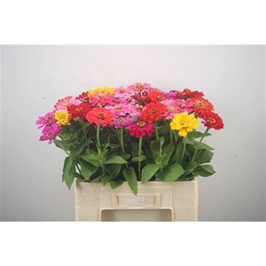 Zinnia Ov Gem