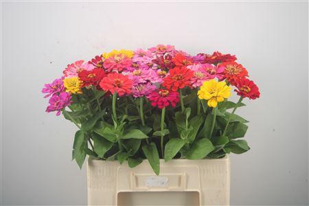 <h4>Zinnia Ov Gem</h4>