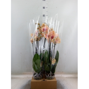 Phalaenopsis   ...orange