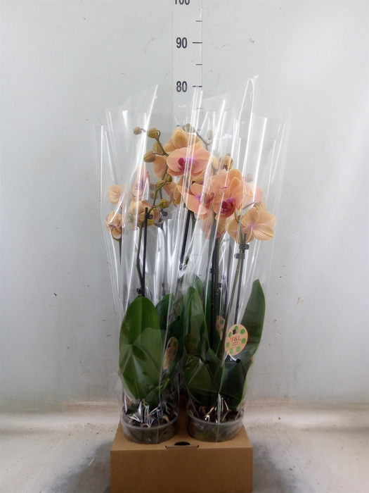 <h4>Phalaenopsis   ...orange</h4>