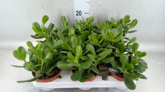 <h4>Crassula ovata</h4>
