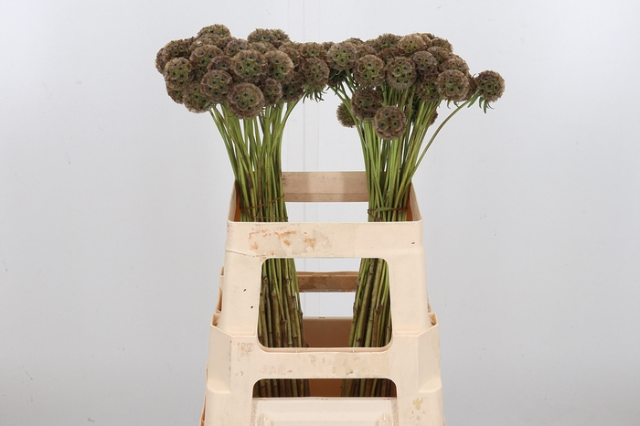 <h4>Scabiosa Stellata</h4>