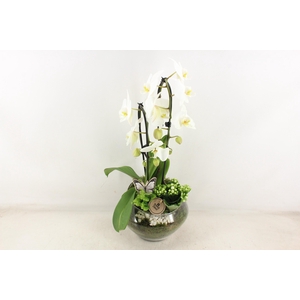 arr2 PL - Glas Olay phal wit V2