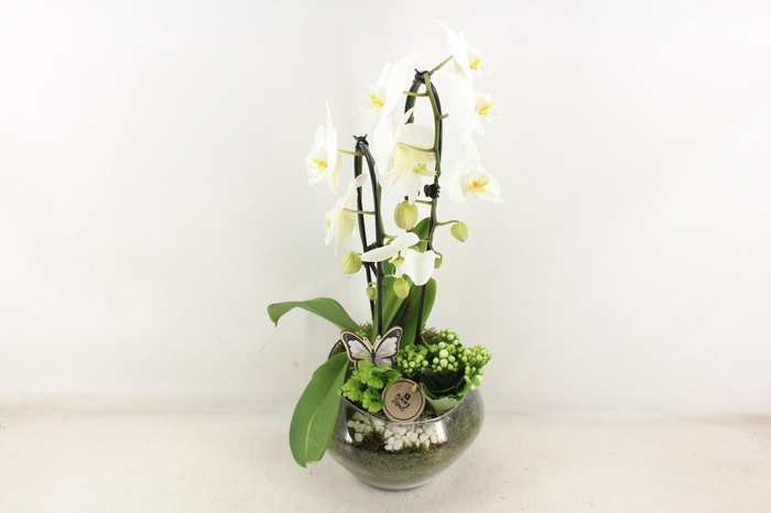 <h4>arr2 PL - Glas Olay phal wit V2</h4>