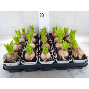 Hyacinthus orie. 'Pearl White'