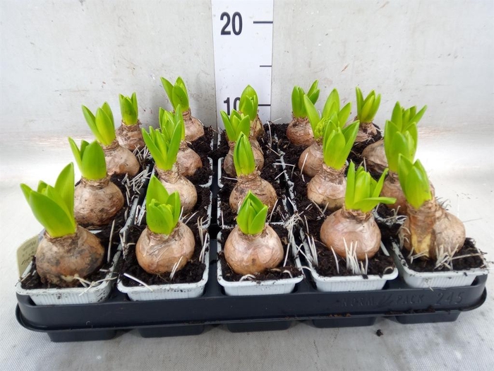 <h4>Hyacinthus orie. 'Pearl White'</h4>