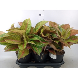 Aglaonema   ...