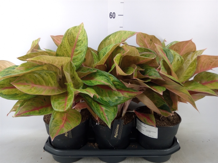 <h4>Aglaonema   ...</h4>