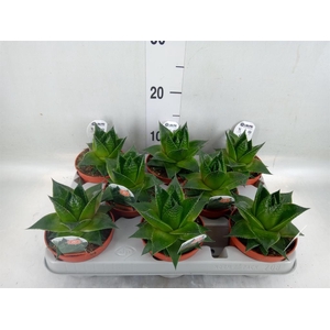 Aloe aristata 'Cosmo'