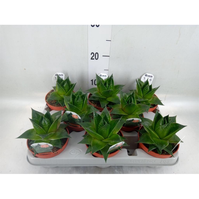 <h4>Aloe aristata 'Cosmo'</h4>