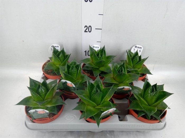 Aloe aristata 'Cosmo'