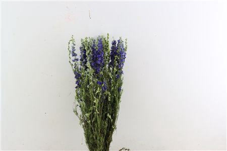 <h4>Dried Delphinium Blue Extra Bunch</h4>