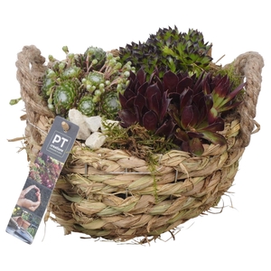 PTS7474 Arrangement Sempervivum in rieten mand