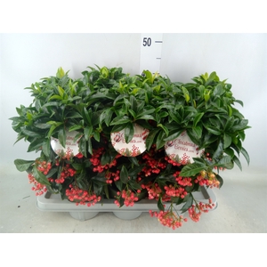 Ardisia crenata 'Bos Premium'