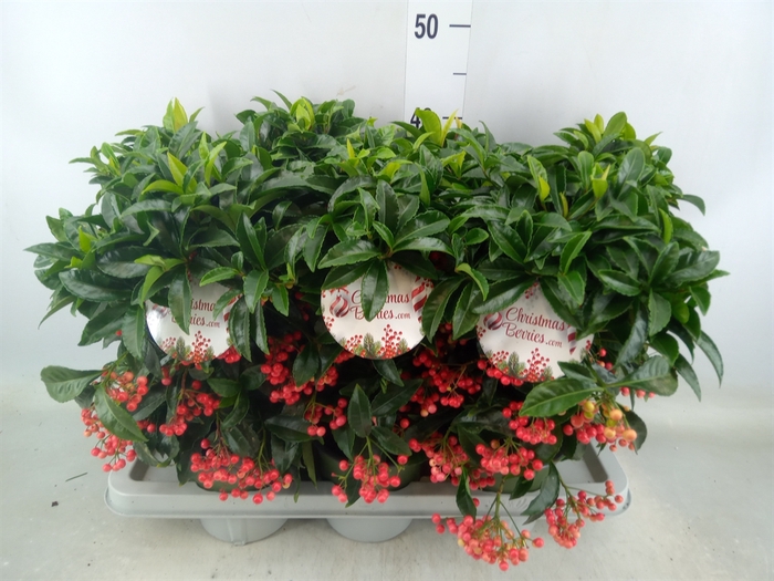 <h4>Ardisia crenata 'Bos Premium'</h4>