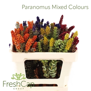 Paranomus Mixed Colours