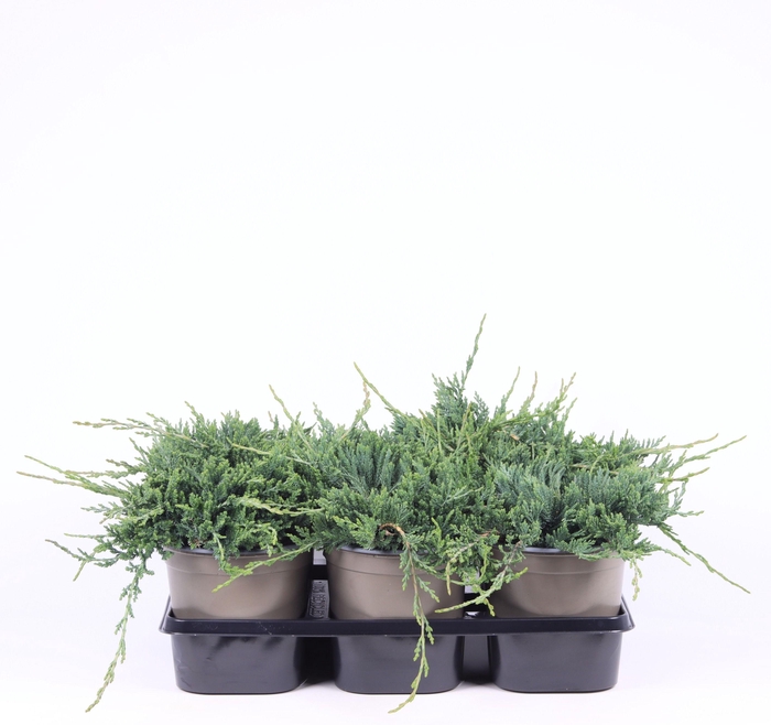 <h4>Juniperus horizontalis 'Wiltonii'</h4>