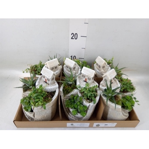 Arr.   Kamerplant Groen L%