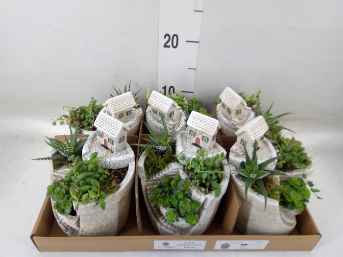 <h4>Arr. Kamerplant Groen L%</h4>