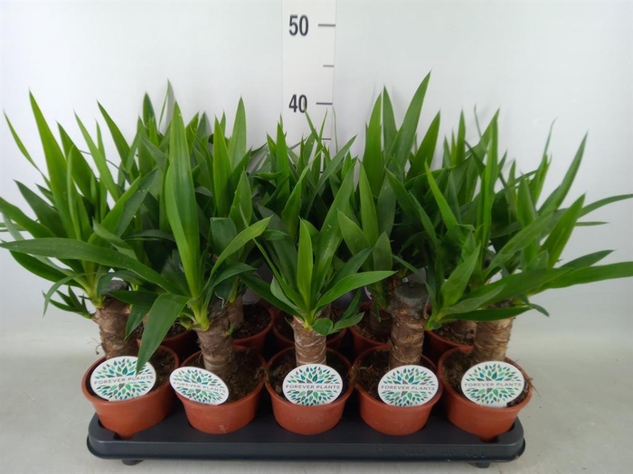 <h4>Yucca   ...</h4>