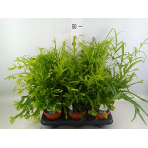 Pteris cretica 'Roeweri'