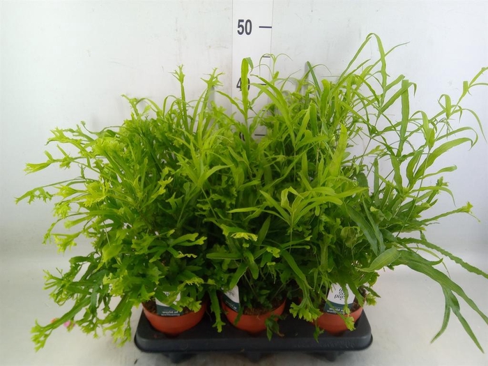 <h4>Pteris cretica 'Roeweri'</h4>