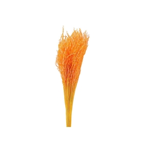 Dried Artz Rice Grass Gaugain Bunch