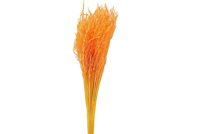 <h4>Dried Artz Rice Grass Gaugain Bunch</h4>