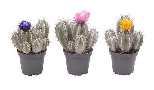 <h4>KAKTUS DIVERSE</h4>