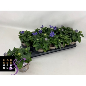 PLATYCO GR ASTRA BLU