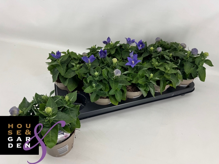 <h4>PLATYCO GR ASTRA BLU</h4>