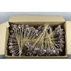 Stick Pine Cone Champagne